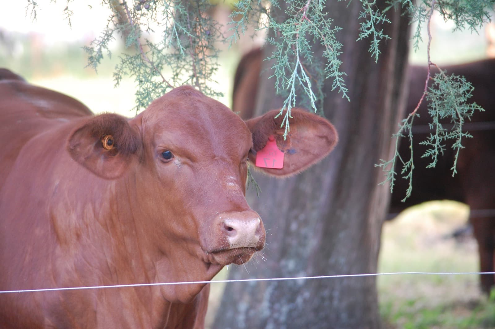 Vaca en primer plano